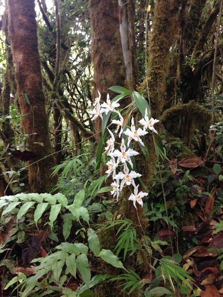 a photograph of orchids in the forest