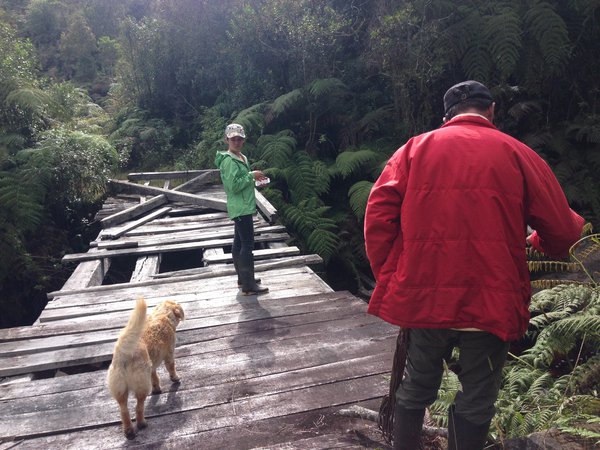 Two people with a dog on a wooden bridge in a forest